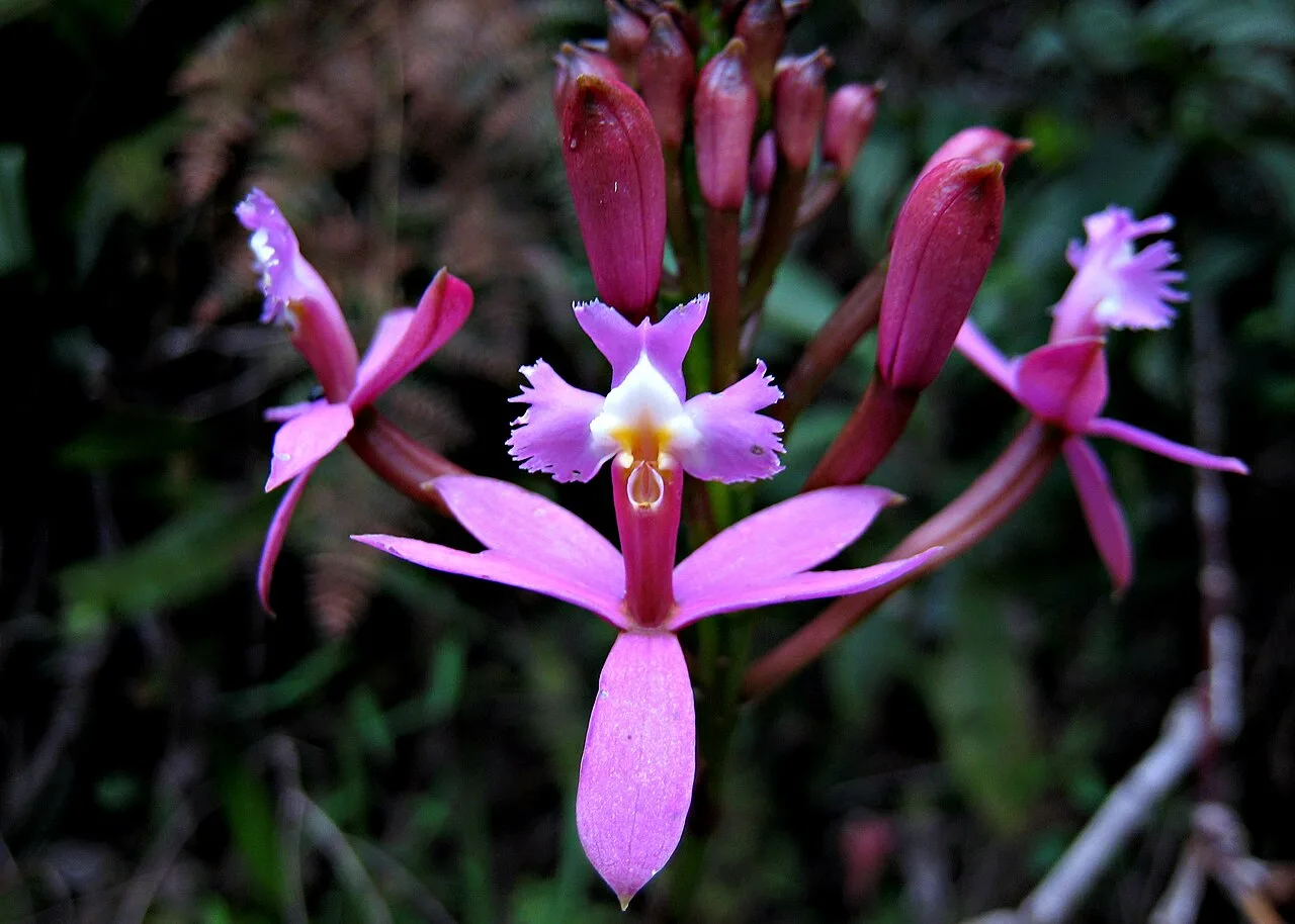 A pink Epidendrum orchid in the cloud forest near Machu Picchu, of the kind seen at Mandor Gardens